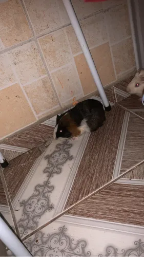 Porquinha da índia