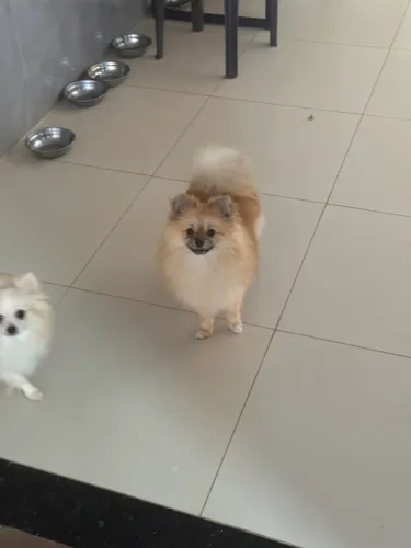 4 Spitz alemão uma com 1 ano , 2 anos e outro de 4 meses , 2 meses. Todas fêmea 