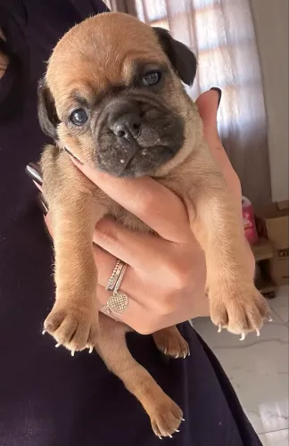 Última filhote fêmea micro Pug com Pinscher