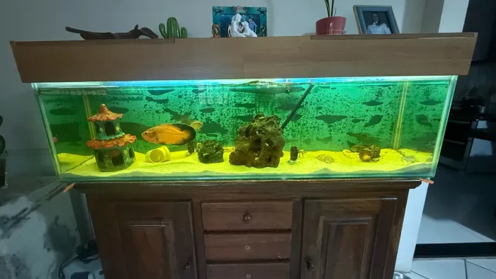 Aquário completo