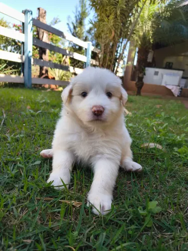 Macho Border Collie Champagne