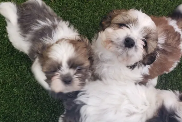 Filhotes de Shih Tzu | Amor que se percebe.