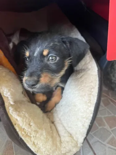 Adoção de filhote cão aproximadamente 2 meses