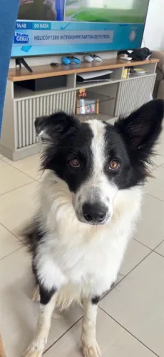 Procura-se namorada para border collie!
