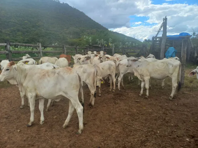 Vendo 60 novilhas