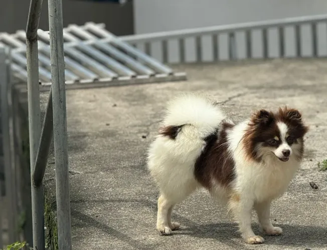 Spitz alemão ( lulu da pomerana) 