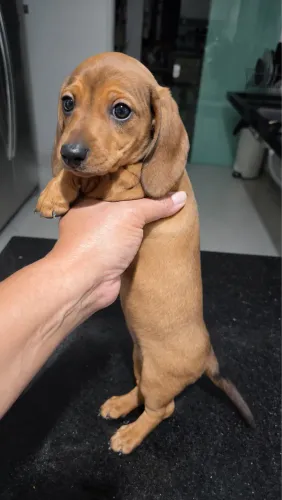 Dachshund Caramelo Fêmea