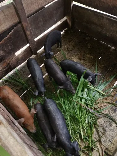 Leitões machos e fêmeas em ararica