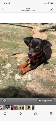 Cachorro