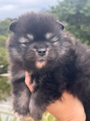 Cachorro