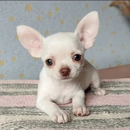 Chihuahua Um olhar cheio de confiança