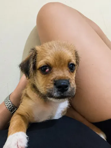 Adoção cachorrinho