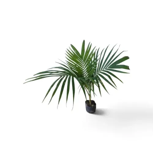 Kit 10 Mudas De Palmeira Seafortia Para Paisagismo E Jardim