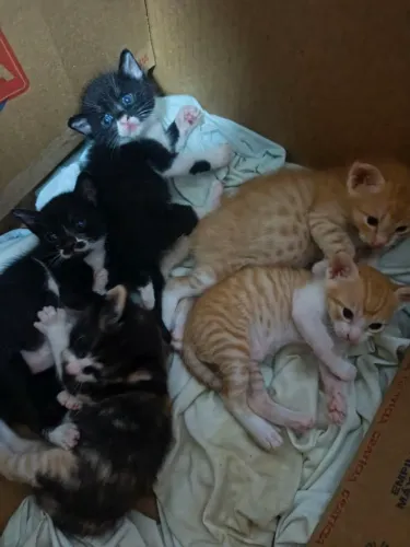 Gatinhos para adoção