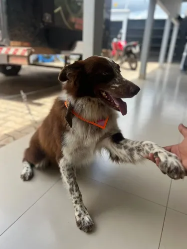BORDER COLLIE