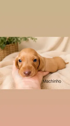 Daschund, salsicha, cofap, filhotes