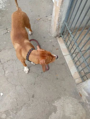 Mistura de de Pitbull com vira lata bem dócil e adora brincar