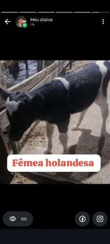 Bezerras holandesas 