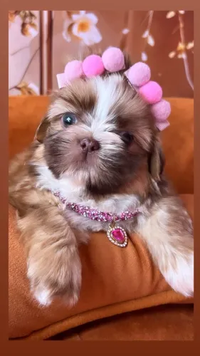 Lindos filhotes de Shih Tzu