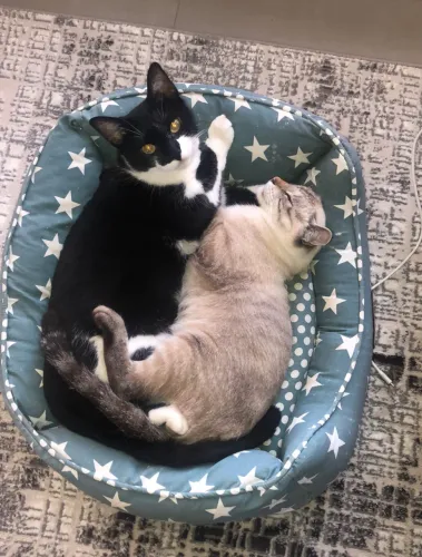 Adoção responsável Gato Gatinho