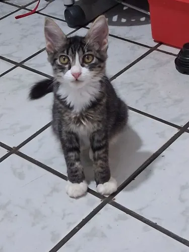 Gatinhos para adoção responsável com castração garantida