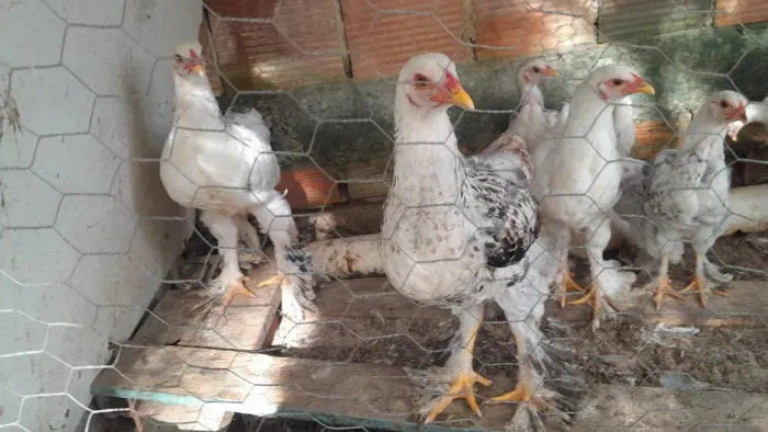 FRANGOS BRAHMA - APARTIR DE 50 REAIS