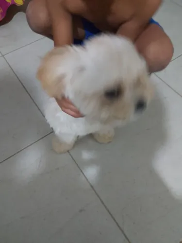 Animais 