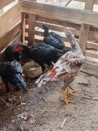Frango 60 reias