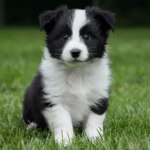 Border Collie filhote cheio de energia e charme