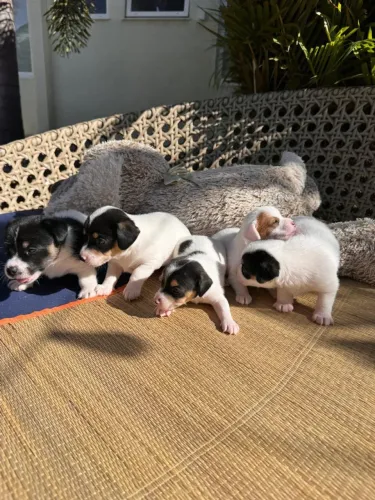 FILHOTES Jack Russell Terrier FEMEA