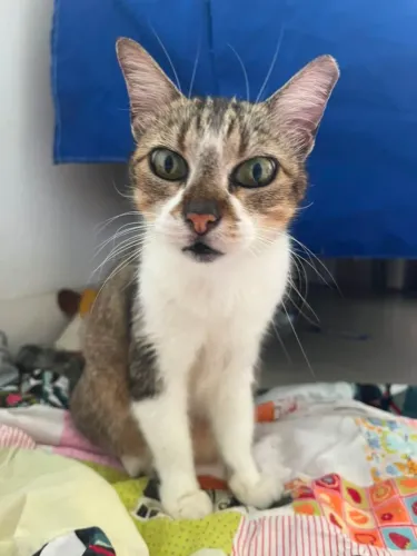 Gata Dócil Adulta  