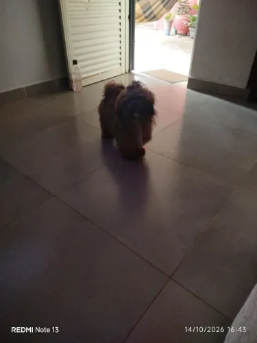 Juju 