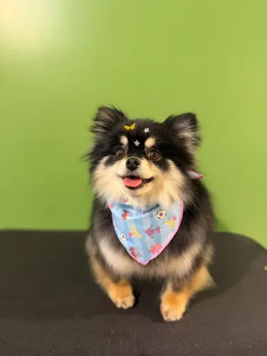Lulu Fêmea Tricolor