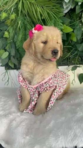 Golden Retriever Quem leva esse dog, leva amor em dobro