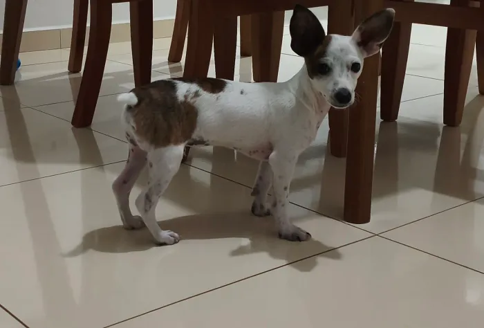 Pincher 01 (macho) com 4,5 meses