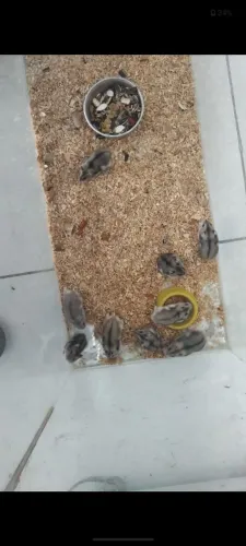 Hamsters anão russo 