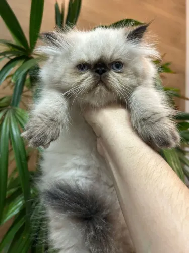Gato persa macho 