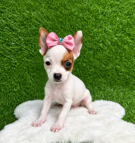 Pinscher Princesa Preço Especial