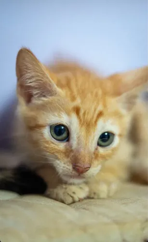 Adoção responsável gato