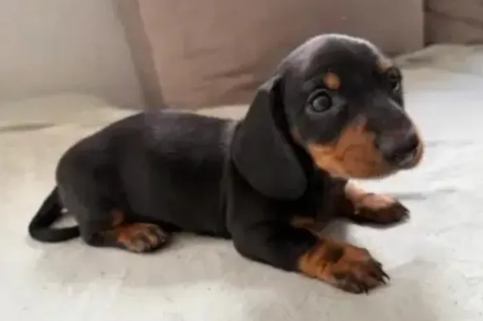Basset Dachshund Filhotes Corajosos e Brincalhões.