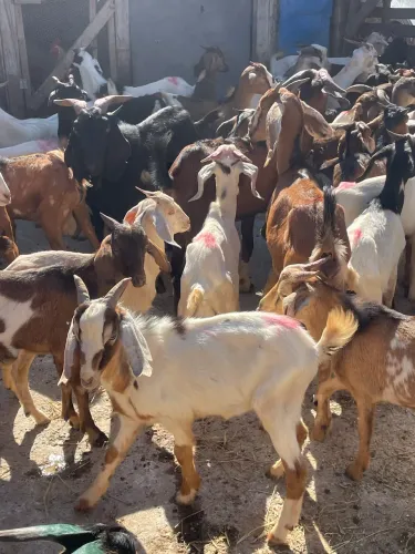 CABRAS,CABRITOS & BODES 