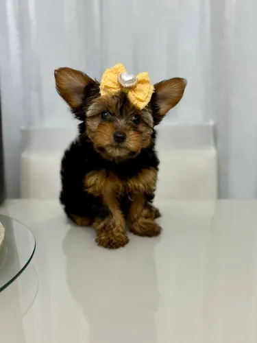 Filhote de Yorkshire Terrier
