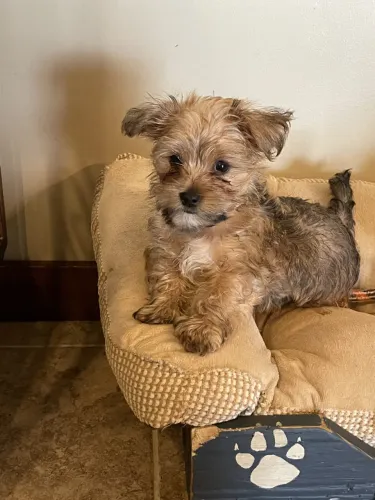 muito fofinhos e bem peludinhos 