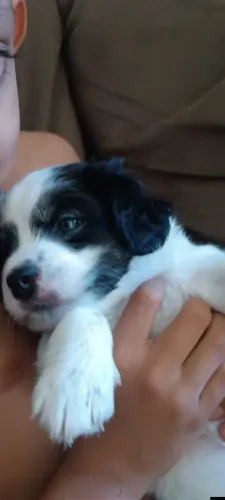 Adoção de cachorrinho