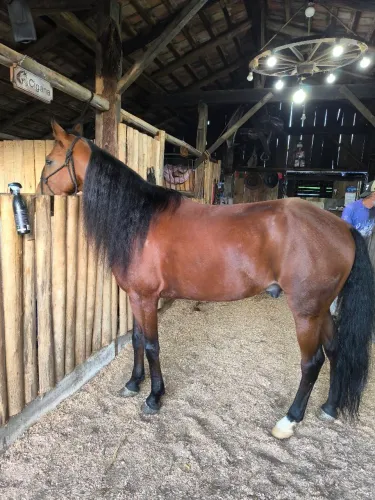 Cavalo Manga Larga Marchador 