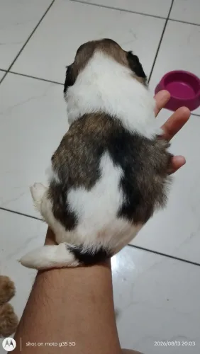 Vende se esse filhote de Shitzu macho