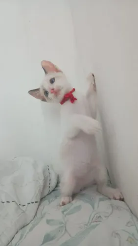 Gatinha pra adoção!