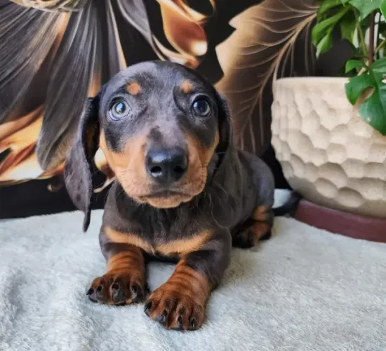 Dachshund/Basset - Lindos Filhotes Com Pedigree! 
