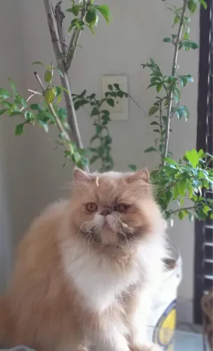 Gato persa 