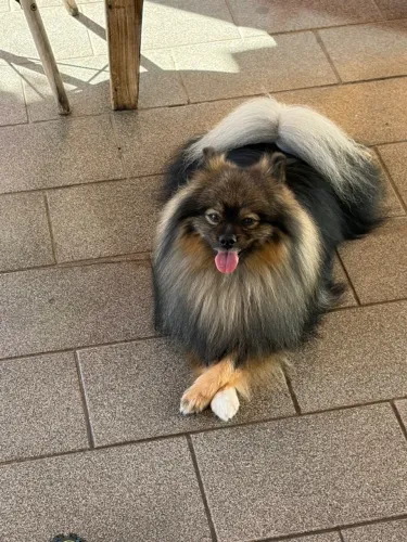 Spitz alemão (procuro namorada)